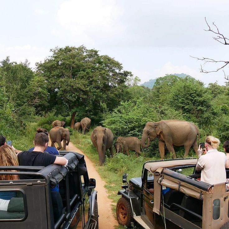 Yala National Park Safari
